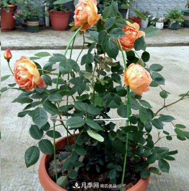 月季長(zhǎng)的又細(xì)又長(zhǎng)怎么辦？簡(jiǎn)單3招解決！(圖3)