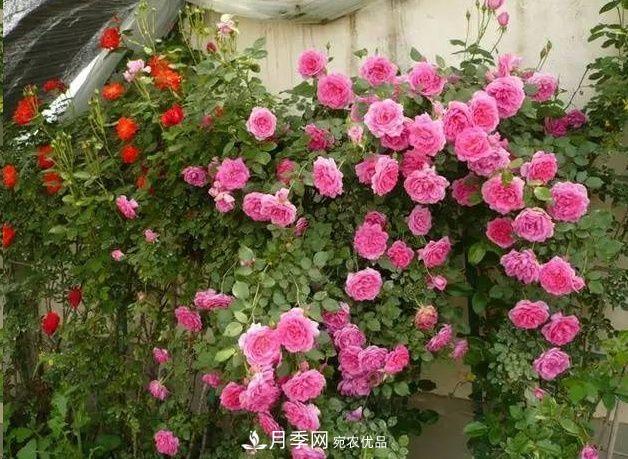 月季長(zhǎng)的又細(xì)又長(zhǎng)怎么辦？簡(jiǎn)單3招解決！(圖1)