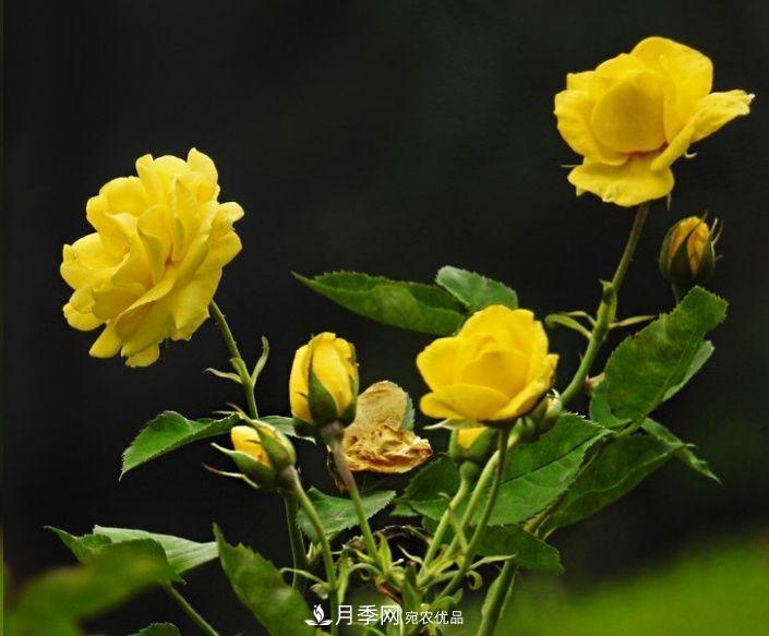 月季長(zhǎng)的又細(xì)又長(zhǎng)怎么辦？簡(jiǎn)單3招解決！(圖2)