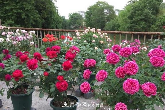 養(yǎng)月季，澆水很關(guān)鍵，學(xué)會這2個“竅門”，枝繁葉茂花滿枝！(圖3)