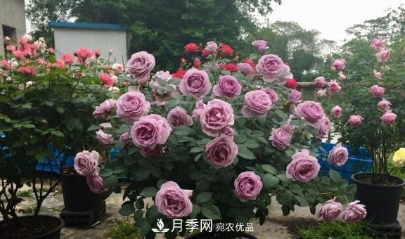 養(yǎng)月季，澆水很關(guān)鍵，學(xué)會這2個“竅門”，枝繁葉茂花滿枝！(圖2)