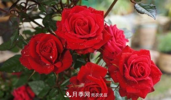 養(yǎng)月季，澆水很關(guān)鍵，學(xué)會這2個“竅門”，枝繁葉茂花滿枝！(圖1)