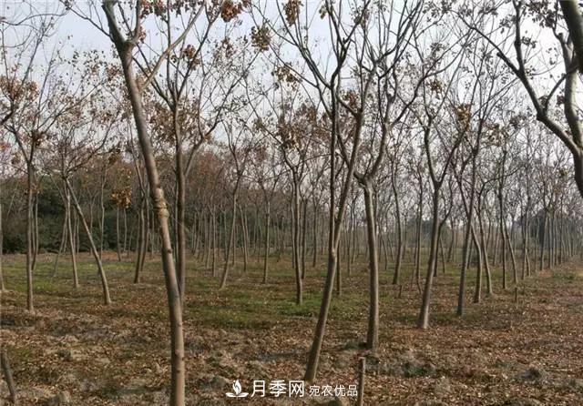 2020暢銷苗木品種排行，“老客戶積累”是苗木人成功根本(圖2)