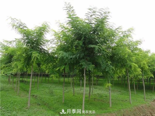 2020暢銷苗木品種排行，“老客戶積累”是苗木人成功根本(圖1)