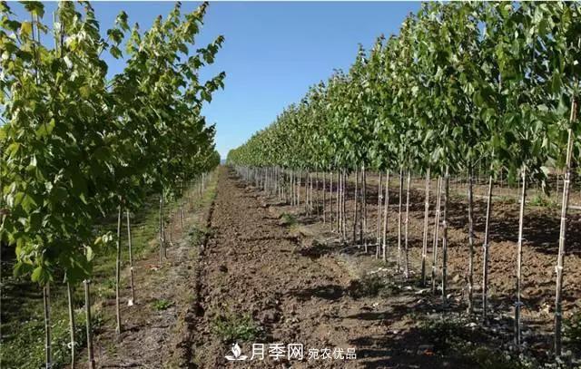2020暢銷苗木品種排行，“老客戶積累”是苗木人成功根本(圖4)
