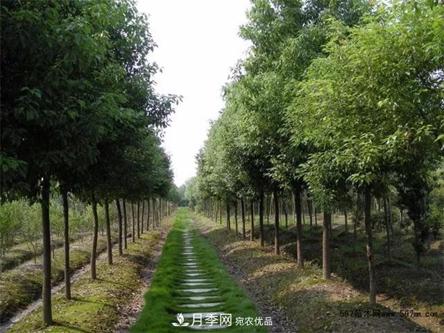 2020暢銷苗木品種排行，“老客戶積累”是苗木人成功根本(圖5)