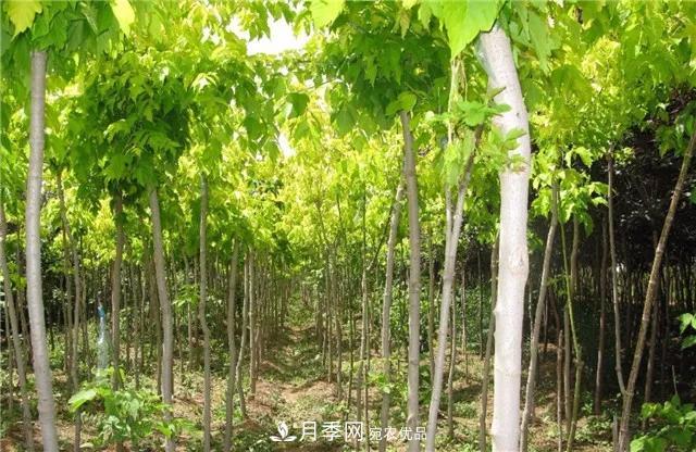 2020暢銷苗木品種排行，“老客戶積累”是苗木人成功根本(圖3)