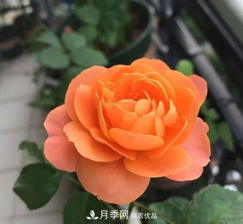 5種適合種在陽(yáng)臺(tái)的月季，生病幾率小，開花有特色(圖2)