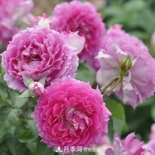 5種適合種在陽(yáng)臺(tái)的月季，生病幾率小，開花有特色(圖7)