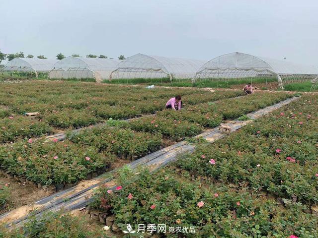 敲暈幾個(gè)苗木大戶后，我整理出了這份《高價(jià)苗木進(jìn)階手冊》(圖2)