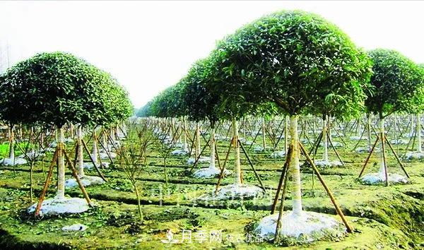 敲暈幾個(gè)苗木大戶后，我整理出了這份《高價(jià)苗木進(jìn)階手冊》(圖1)