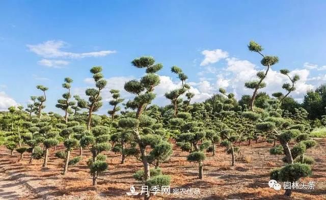 這些苗木價格***貴，市場潛力大，未來可以繼續(xù)發(fā)展！(圖1)