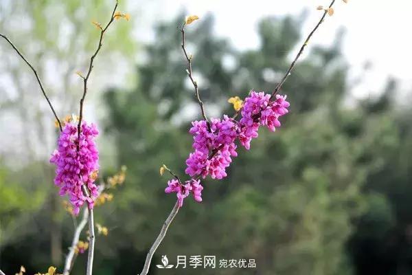 這些苗木價格***貴，市場潛力大，未來可以繼續(xù)發(fā)展！(圖4)