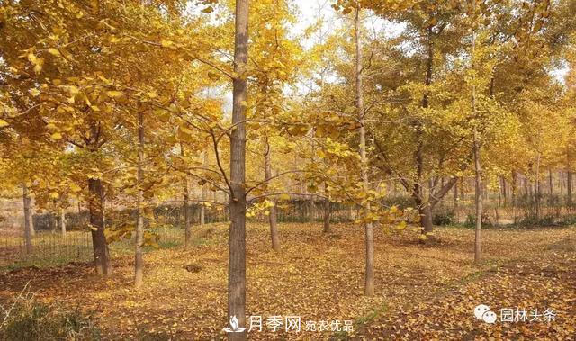 這些苗木價格***貴，市場潛力大，未來可以繼續(xù)發(fā)展！(圖2)