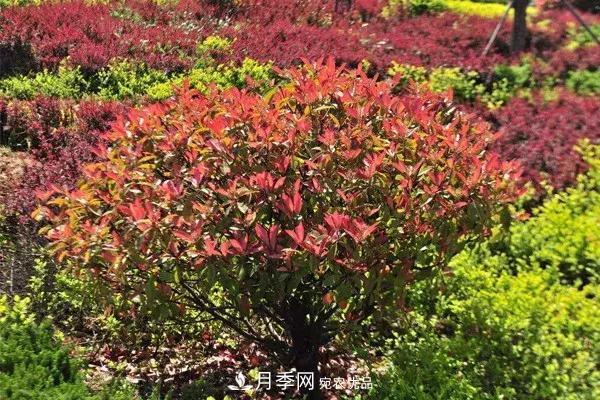 這些苗木價格***貴，市場潛力大，未來可以繼續(xù)發(fā)展！(圖3)