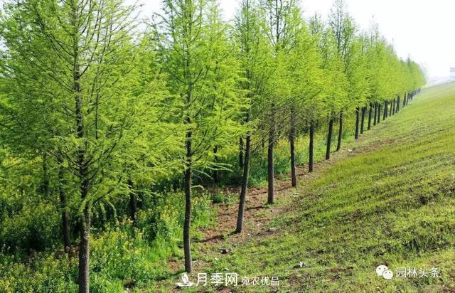 這些苗木價格***貴，市場潛力大，未來可以繼續(xù)發(fā)展！(圖7)