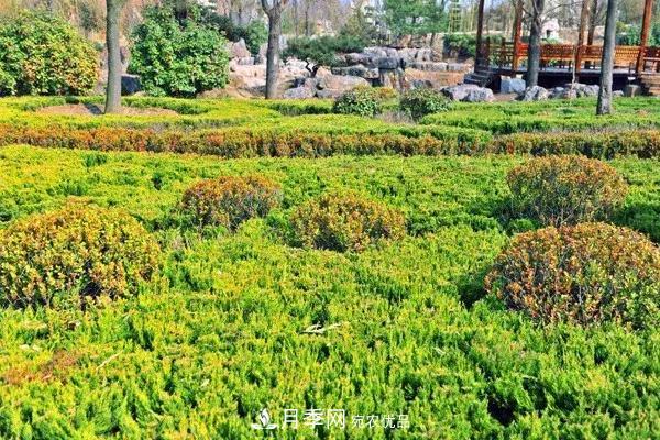 這些苗木價格***貴，市場潛力大，未來可以繼續(xù)發(fā)展！(圖6)