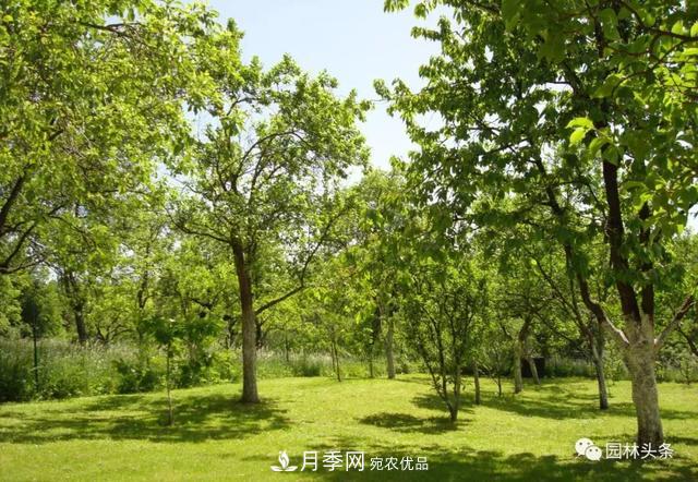 這些苗木價格***貴，市場潛力大，未來可以繼續(xù)發(fā)展！(圖5)