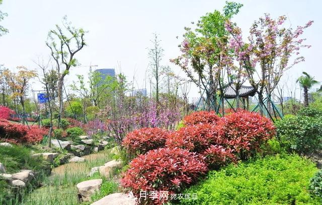 這些中國(guó)著名苗木產(chǎn)地你知道幾個(gè)？值得收藏！(圖1)