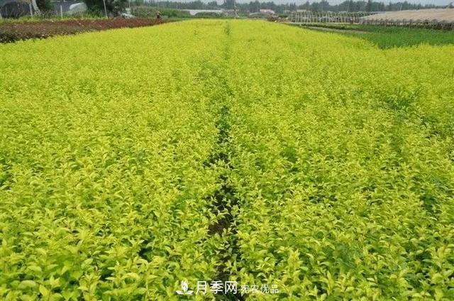 這些中國(guó)著名苗木產(chǎn)地你知道幾個(gè)？值得收藏！(圖3)