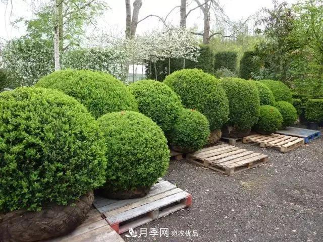 這些中國(guó)著名苗木產(chǎn)地你知道幾個(gè)？值得收藏！(圖6)