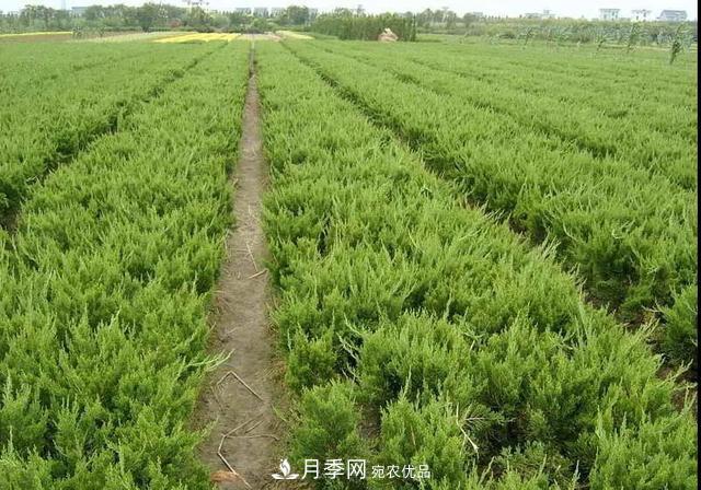 這些中國(guó)著名苗木產(chǎn)地你知道幾個(gè)？值得收藏！(圖4)