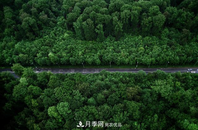 2020年度全國苗木供需分析報(bào)告，這些苗木市場(chǎng)需求大(圖1)