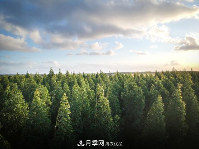 2020年度全國苗木供需分析報(bào)告，這些苗木市場(chǎng)需求大(圖2)