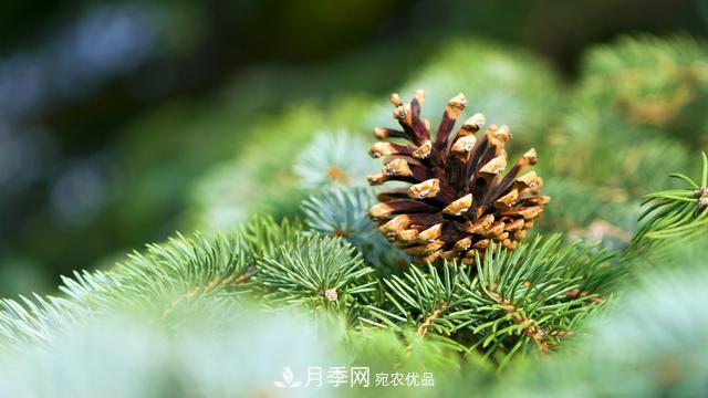 2020年度全國苗木供需分析報(bào)告，這些苗木市場(chǎng)需求大(圖5)