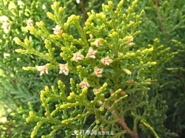 2020年度全國苗木供需分析報(bào)告，這些苗木市場(chǎng)需求大(圖4)