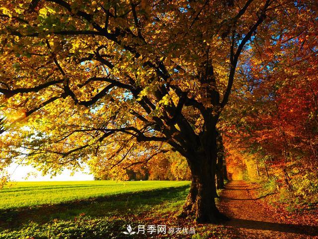 2020年度全國苗木供需分析報(bào)告，這些苗木市場(chǎng)需求大(圖7)