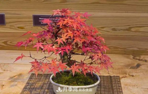 街頭的4種綠化樹(shù)，剪根枝條扦插，成漂亮盆景，不花錢(qián)(圖5)