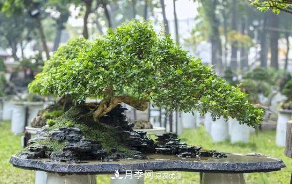 街頭的4種綠化樹(shù)，剪根枝條扦插，成漂亮盆景，不花錢(qián)(圖1)
