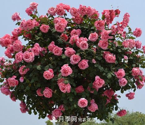 樹狀月季是用什么樹做樹樁？(圖3)
