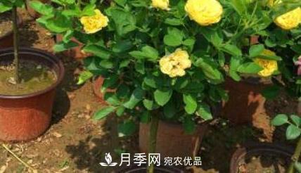 樹狀月季是用什么樹做樹樁？(圖1)