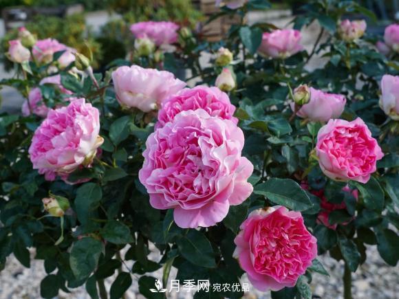 夏天暴雨天，月季發(fā)黃枯萎，2個(gè)原因需要解決(圖2)