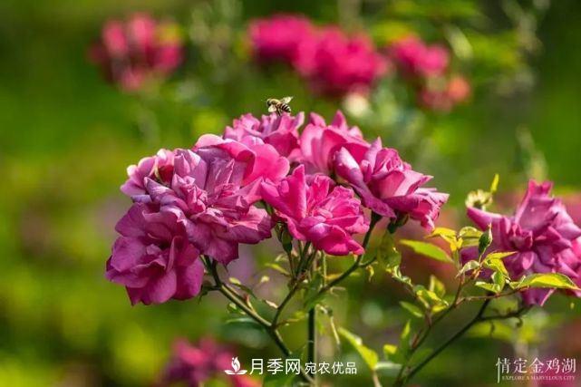 蘇洲金雞湖畔！大美月季花海！(圖3)