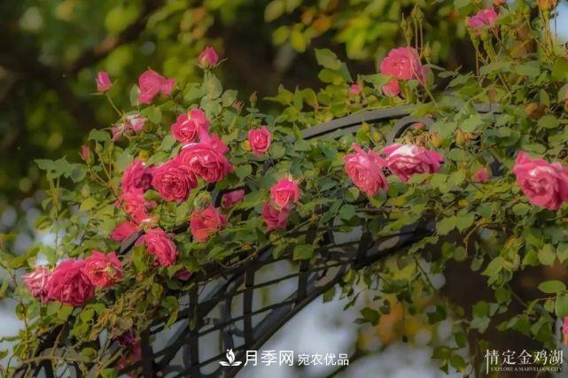蘇洲金雞湖畔！大美月季花海！(圖5)