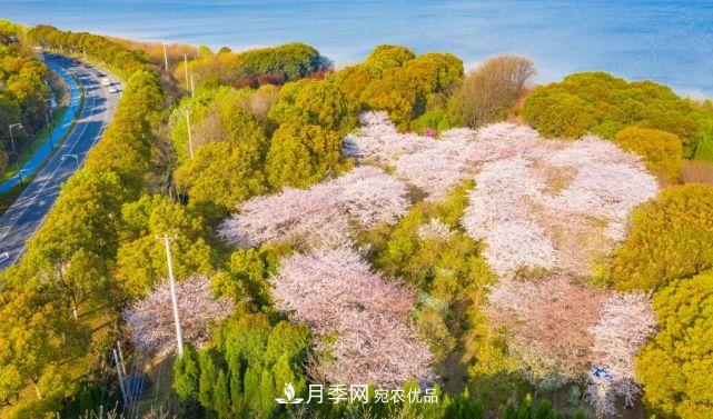 蘇洲金雞湖畔！大美月季花海！(圖19)