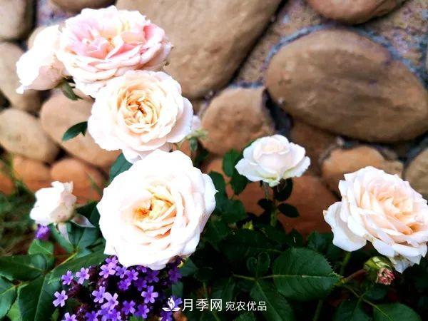 月季：曾陪桃李開時雨，仍伴梧桐落后風(圖1)