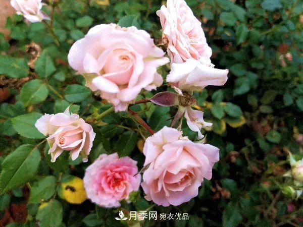 月季：曾陪桃李開時雨，仍伴梧桐落后風(圖2)