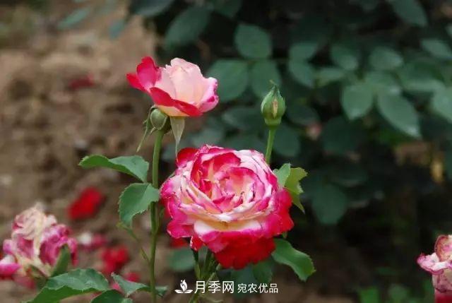 立秋后的月季怎么做好養(yǎng)護(hù)？(圖1)