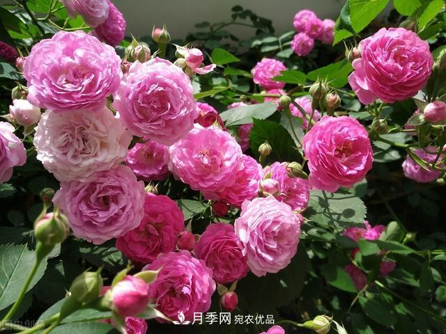月季無(wú)土栽培，大大提高觀賞價(jià)值，月季的栽培技術(shù)(圖1)