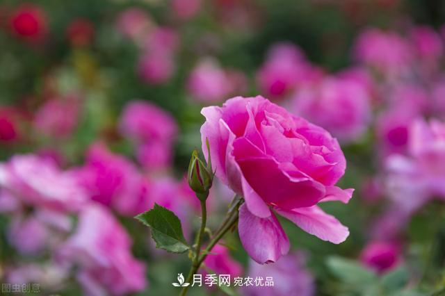 月季無(wú)土栽培，大大提高觀賞價(jià)值，月季的栽培技術(shù)(圖2)