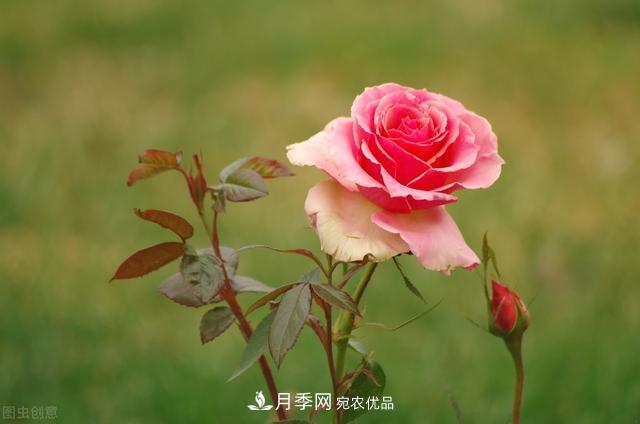 月季無(wú)土栽培，大大提高觀賞價(jià)值，月季的栽培技術(shù)(圖3)