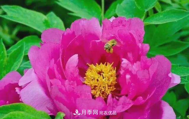 假花開始橫行，擦亮眼睛，秋天這3種***容易造假(圖2)