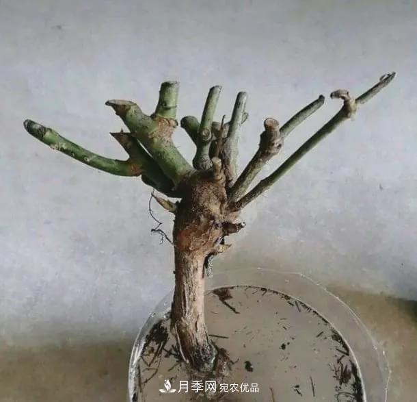 假花開始橫行，擦亮眼睛，秋天這3種***容易造假(圖6)