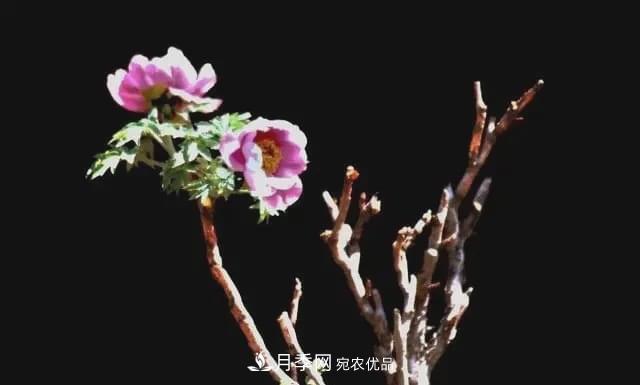 假花開始橫行，擦亮眼睛，秋天這3種***容易造假(圖3)