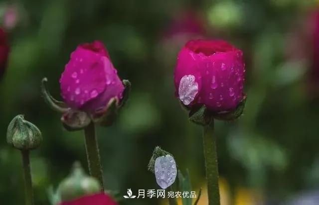 假花開始橫行，擦亮眼睛，秋天這3種***容易造假(圖1)