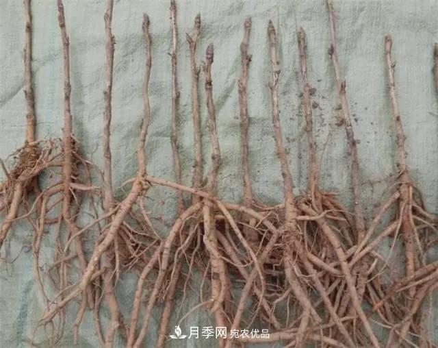 假花開始橫行，擦亮眼睛，秋天這3種***容易造假(圖4)